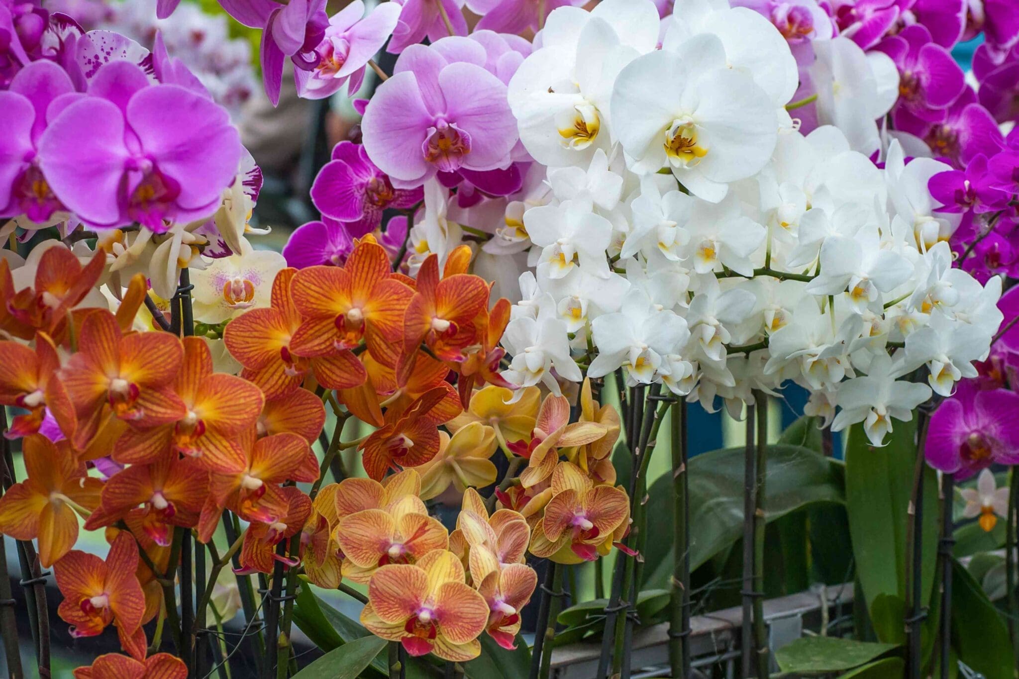 The Oldham Group | Orchid Show