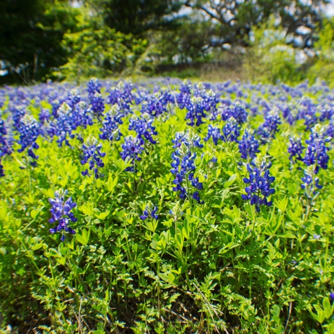 Field of bluebonnets in full bloom.